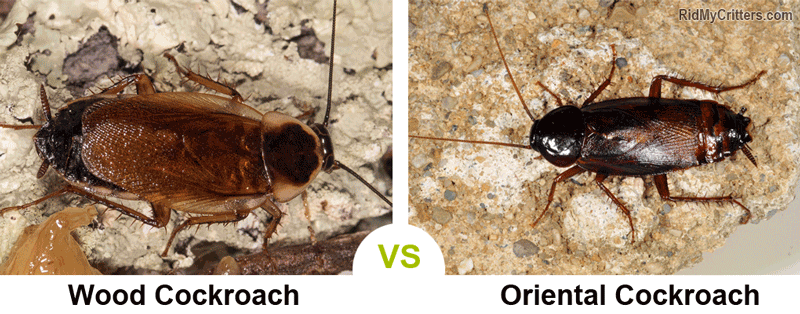 wood roach vs oriental cockroach