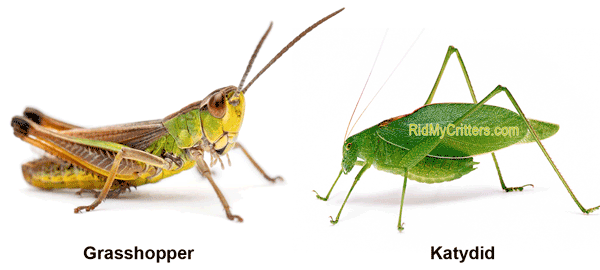 11 Ways To Get Rid Of Grasshoppers Quick Effective And Natural