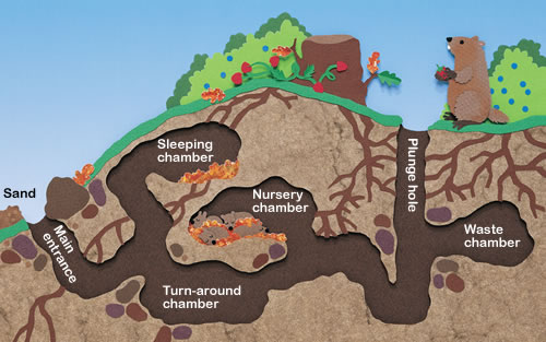 How to Get Rid of Groundhogs FAST so they Don't Destroy Your Yard