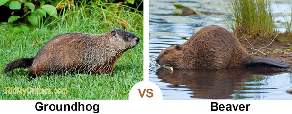 How to Get Rid of Groundhogs FAST so they Don't Destroy Your Yard
