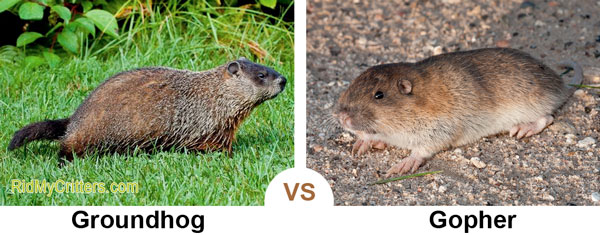 What is the difference between a gopher and a groundhog How To Get Rid Of Groundhogs Fast So They Don T Destroy Your Yard