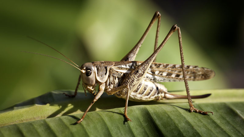 Locust vs grasshopper