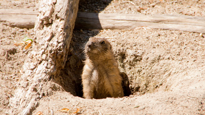 How to Get Rid of a Groundhog Without Killing It - HuntingEver.com