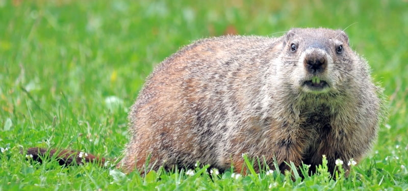 How to Get Rid of Groundhogs (Woodchucks)