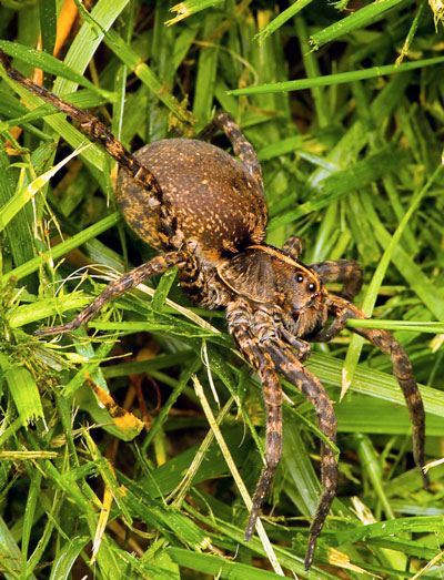 How to Get Rid of Wolf Spiders and Prevent Future Invasions (6 Methods)
