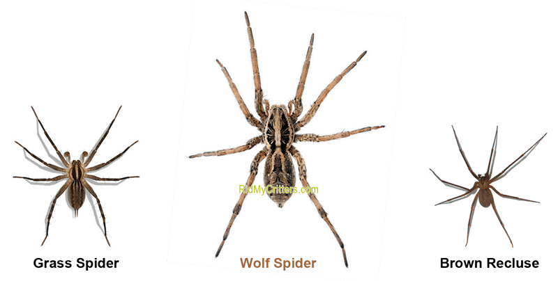 wolf spider brown recluse