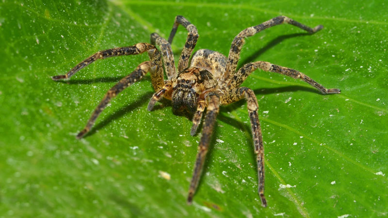 wolf spider in garden