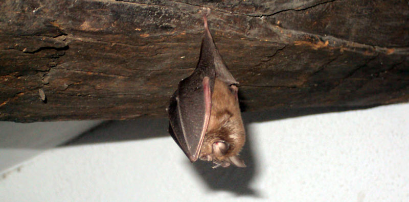 What Kind Of Damage Do Bats Cause In An Attic