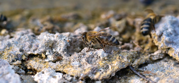bees in ground