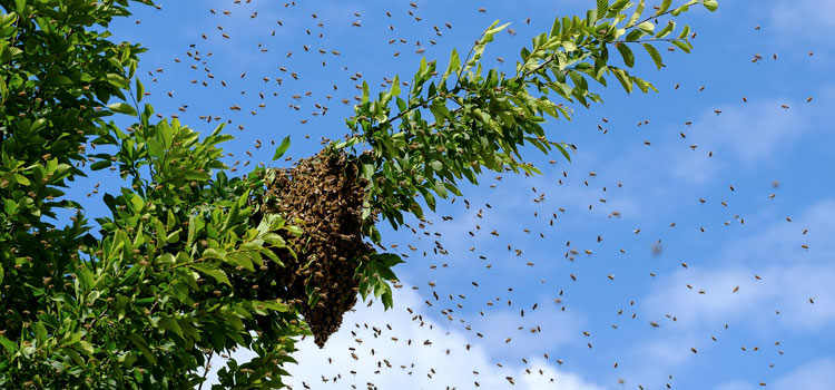 How to SAFELY Get Rid of Bees (and When You Shouldn't)