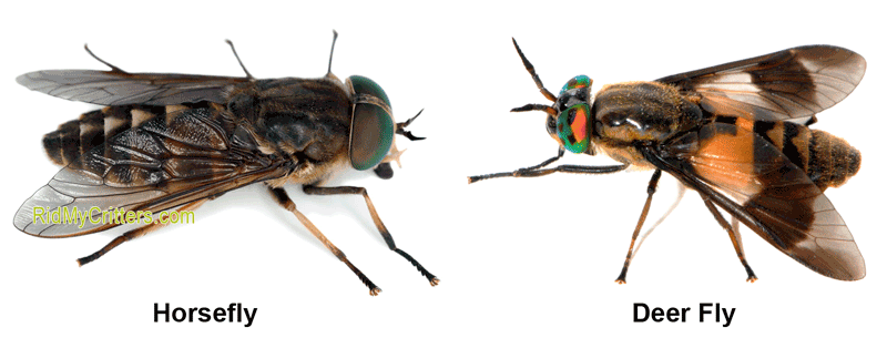 horsefly vs deer fly