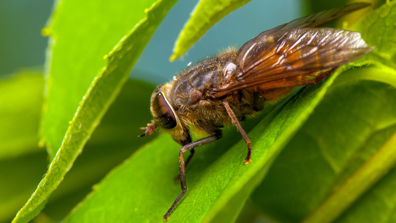 how to get rid of horse flies