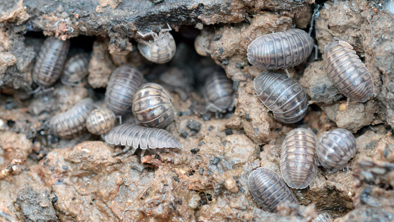 How To Easily Get Rid Of Pill Bugs Aka, How To Get Rid Of Potato Bugs In Basement
