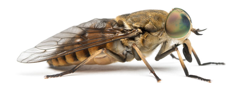 How to Get Rid of Horse Flies and Avoid