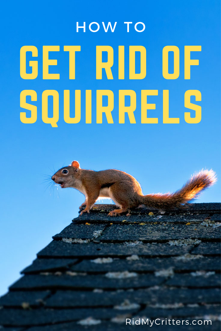 get rid of squirrels pin 1