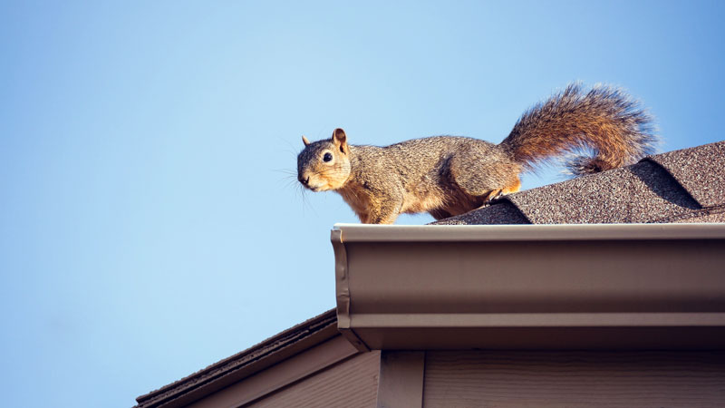 rid squirrels squirrel pest trapping solutions prevention glasgow morgan updated january bird roof