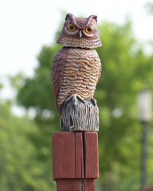 owl statue for hawk control