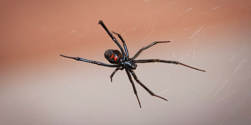 9 Most Common House Spiders: Harmless or Burn Down the House?