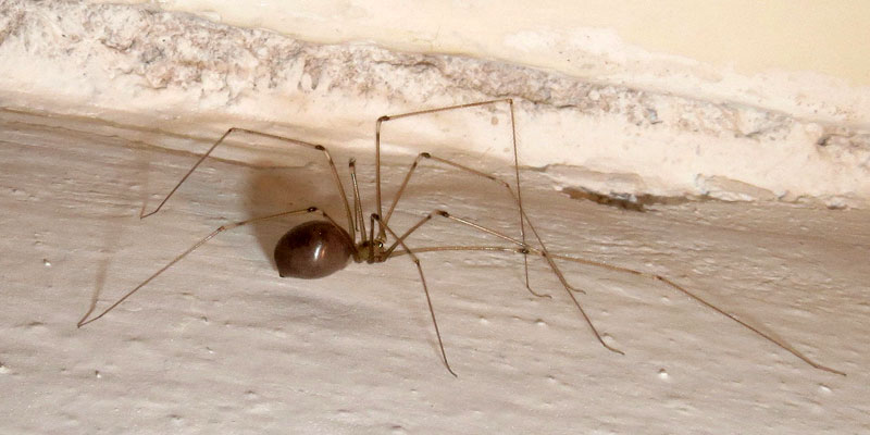 cellar spider