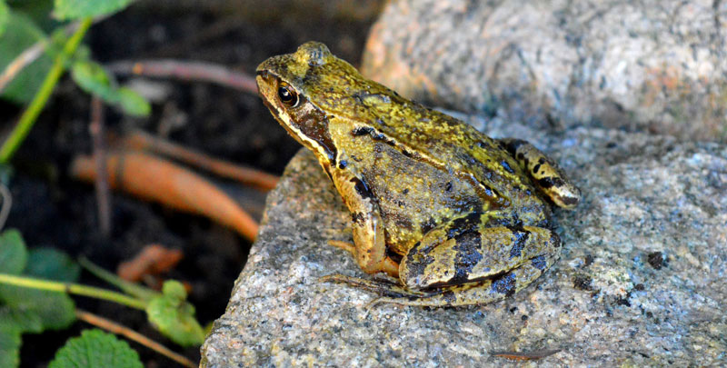 frogs in the yard