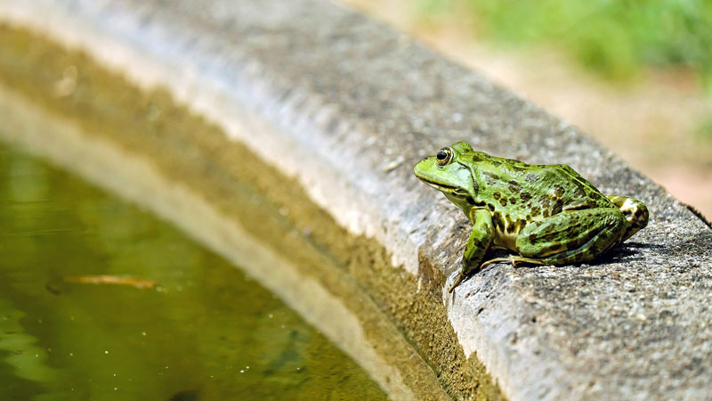 how to keep frogs from pooping on porch