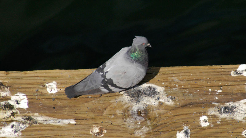 How To Easily Get Rid Of Pigeons From The Roof Balcony Or Yard