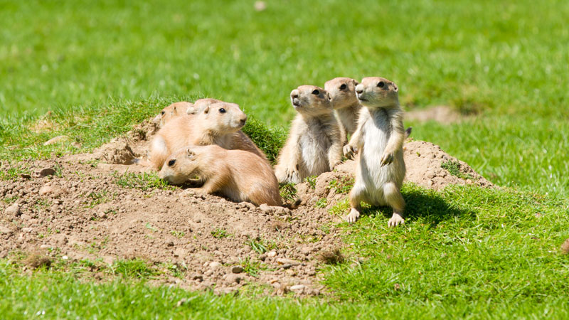 how to get rid of prarie dogs