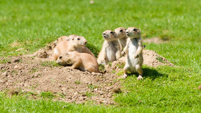 do prairie dogs make noise