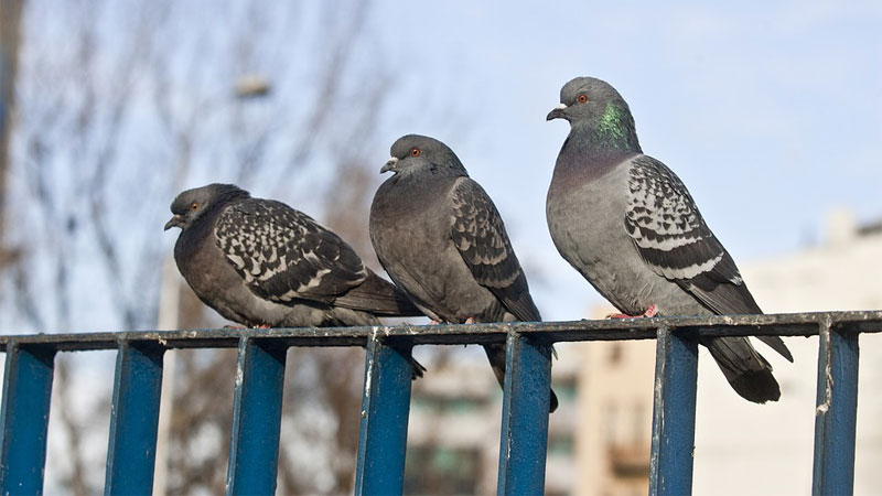 pigeons on balcony