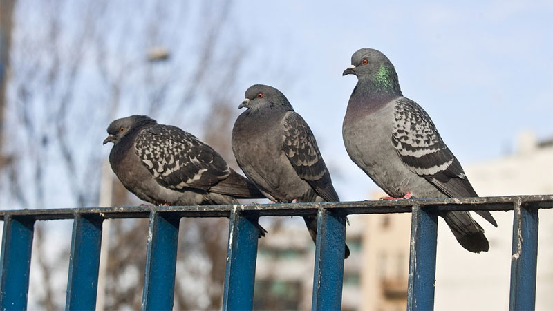 How to EASILY Get Rid of Pigeons (from the Roof, Balcony ...