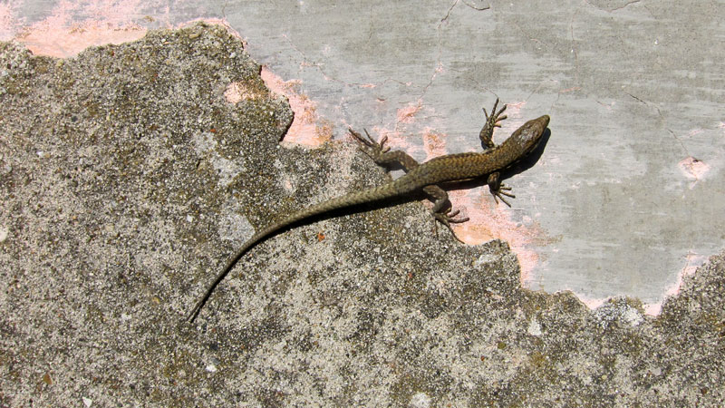 How to Get Rid of Lizards and Keep Them Away (Permanently!)