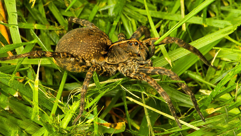 wolf spider as pet