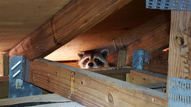 raccoon in attic