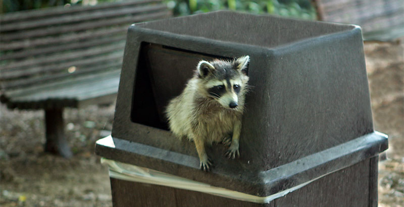 raccoon in garbage