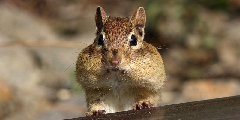 Best Chipmunk Poison in 2024 (When Repellent Won't Work)