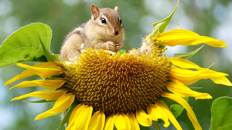 how to get rid of chipmunks