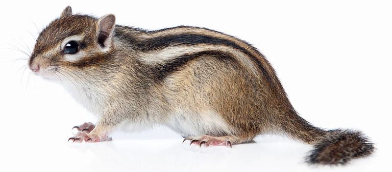 How to EASILY Get Rid of Chipmunks (From Your Yard or Garden) (2022)
