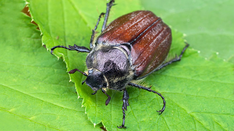 june bugs rid eggs yard