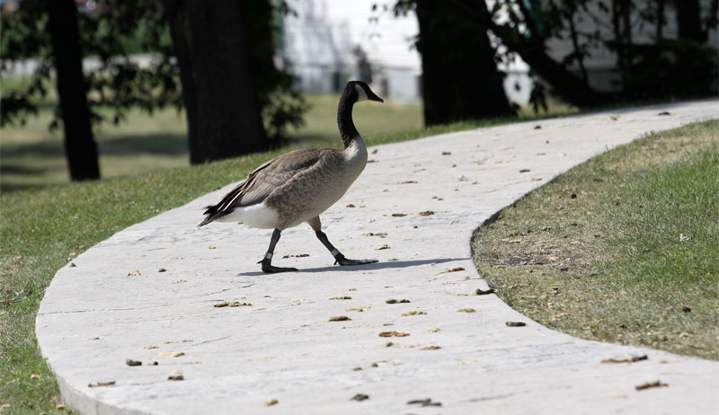 goose poop droppings