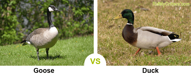 Gans gegen Ente