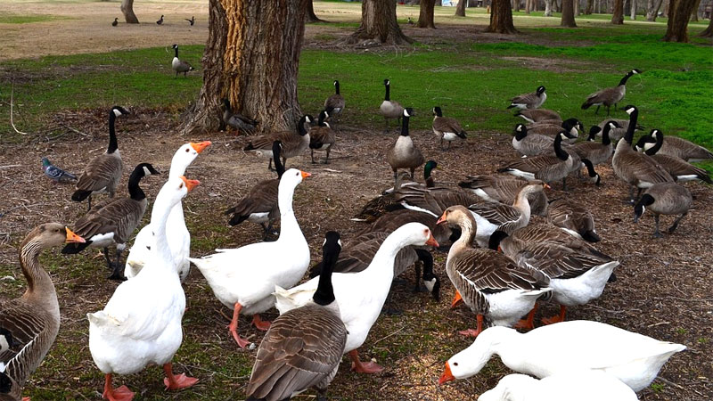 how to get rid of geese