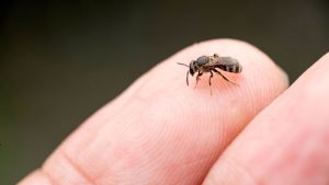 how to get rid of sweat bees