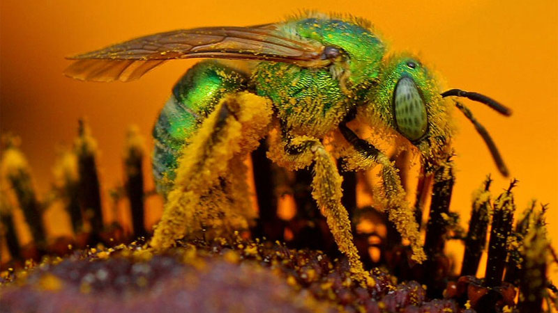 what does a sweat bee look like