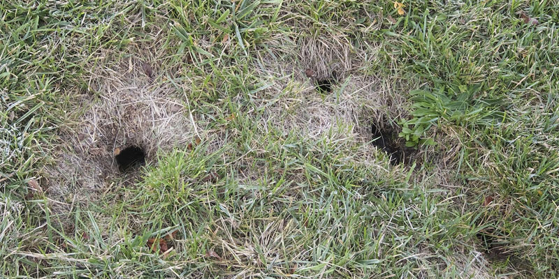 How to Fill Chipmunk Holes (and Prevent Future Burrowing)