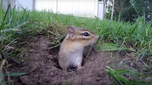 how to fill chipmunk holes