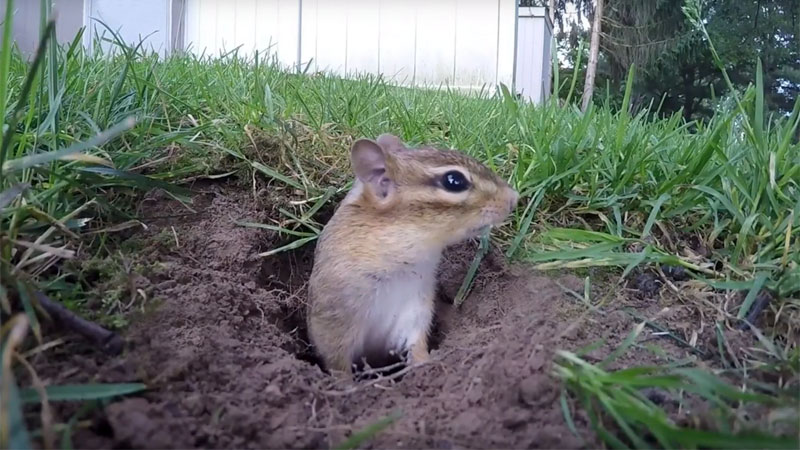 How to Fill Chipmunk Holes (3 EASY Methods)