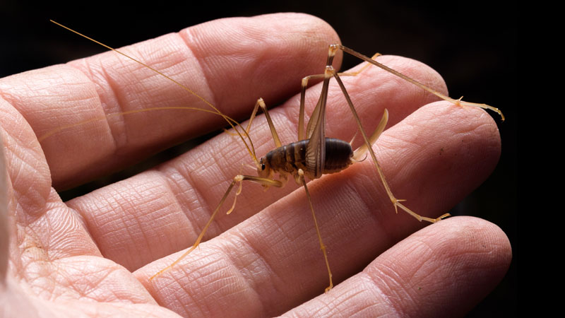 How to Get Rid of Camel Crickets (Naturally and Effectively) (2022)