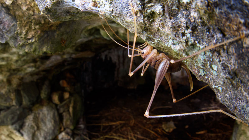 How To Get Rid Of Camel Crickets Naturally And Effectively