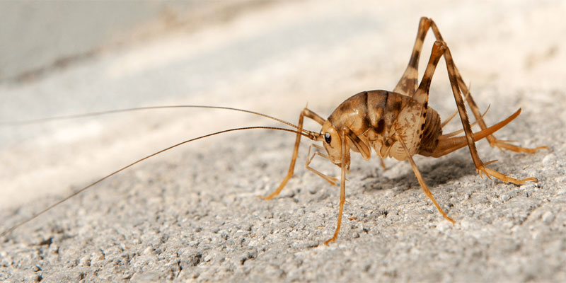 How To Get Rid Of Camel Crickets In Your Basement - Openbasement