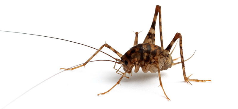 How To Get Rid Of Camel Crickets Naturally And Effectively